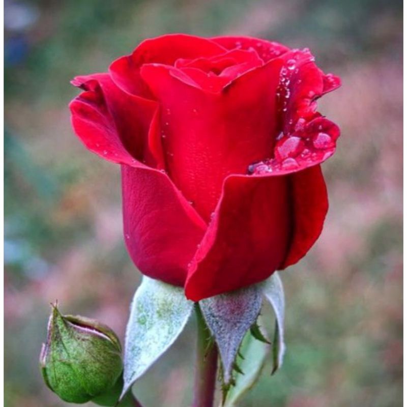 Tanaman hias mawar Luna merah