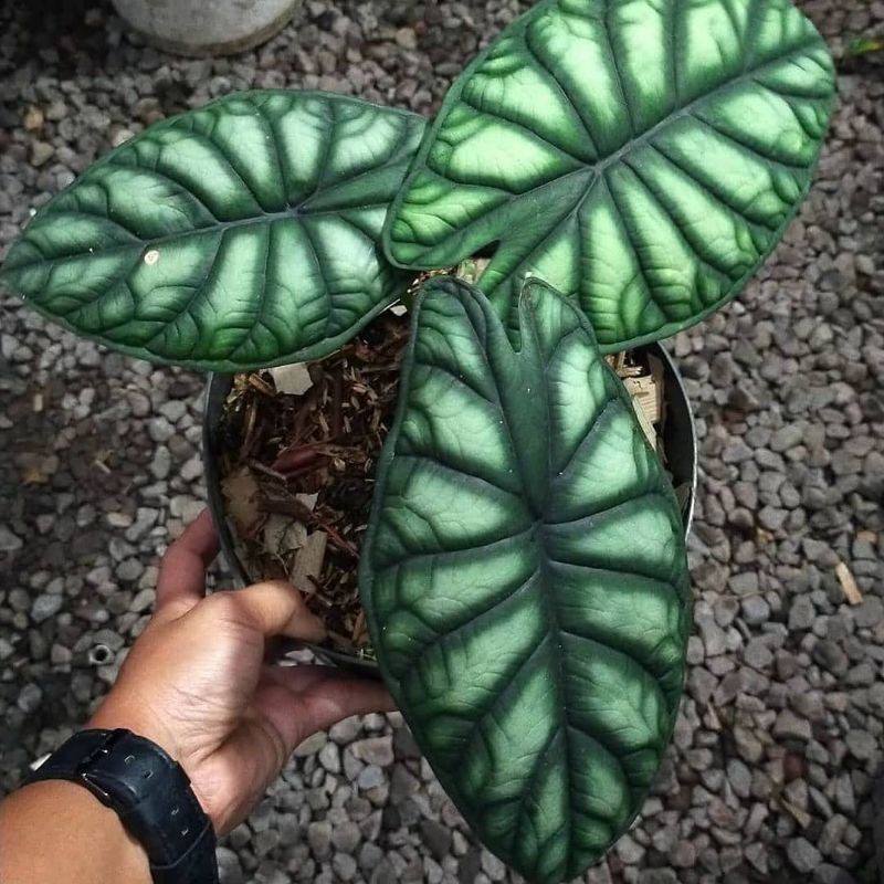Alokasia dragon scale Keladi tengkorak daun 3-4