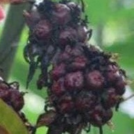 

Baru Buah Honje merah /Kecombrang Segar