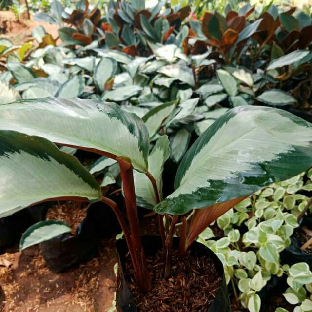 tanaman indoor hias Calathea picturata argentea kalatea meranti