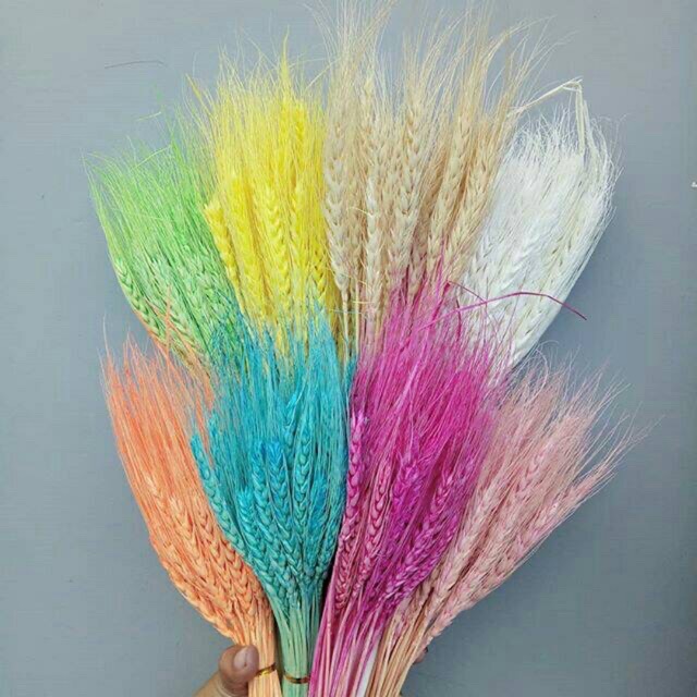 Gandum kering / Bunga Gandum / Dried Flower / Gandum / Bunga Kering Gandum