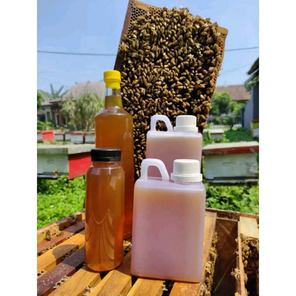 

Madu nektar kelengkeng