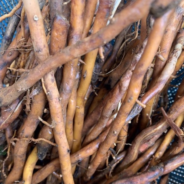 

akar pohon aren 1kg segar