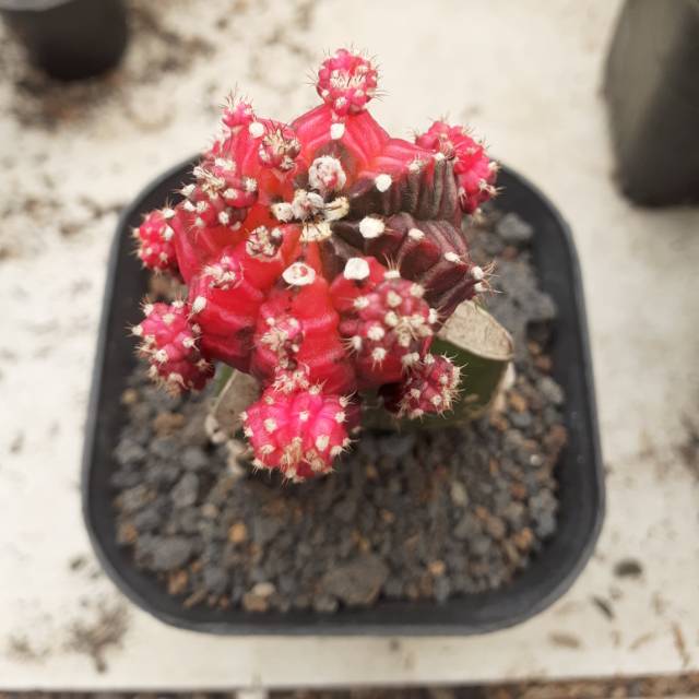 Kaktus grafting pink import