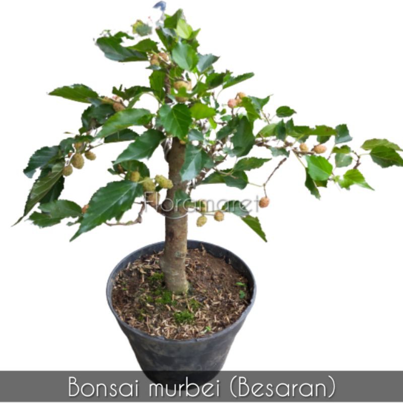 Bonsai murbei - besaran