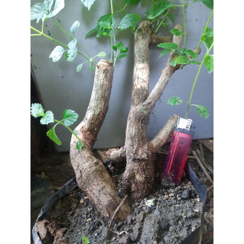bahan bonsai lantana bunga orange/tanaman hias lantana bunga orange.