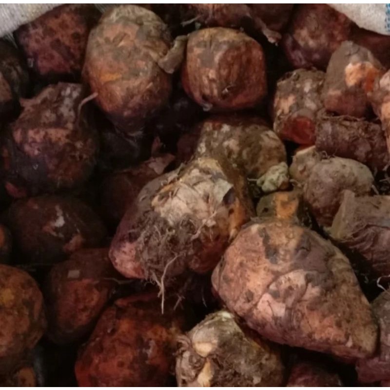 

Temulawak Super Berat 1kg (Pengiriman Medan)