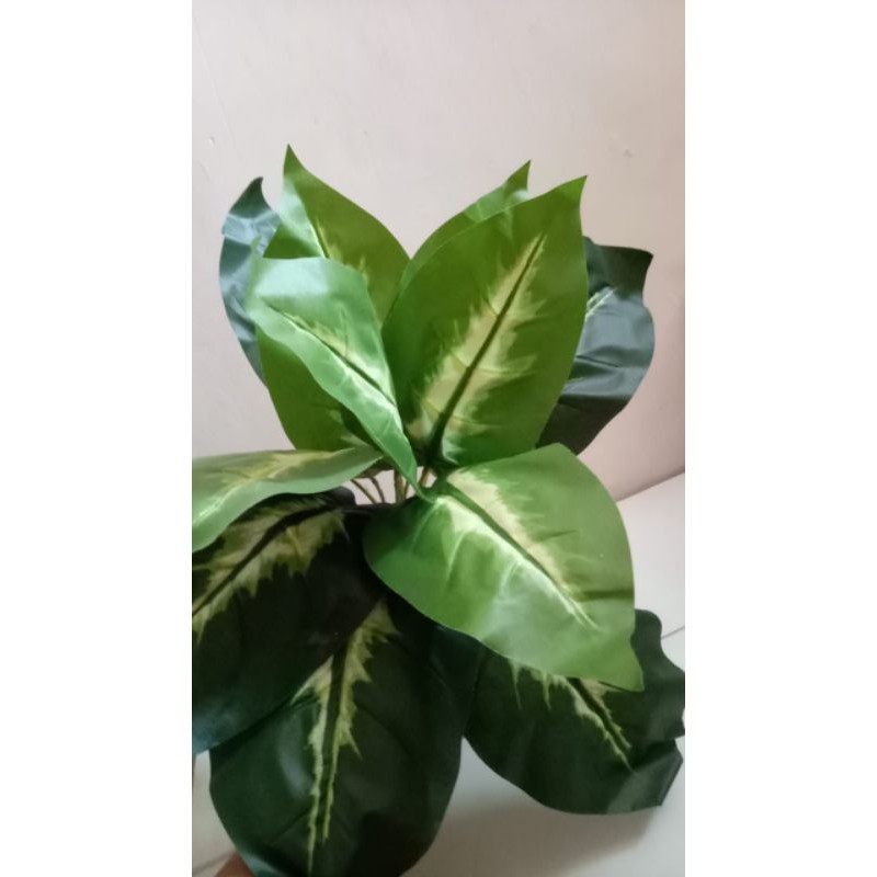 Daun sri rejeki hijau