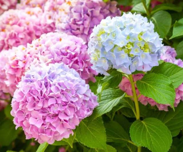 bibit tanaman hortensia remaja /hidrangea pancawarna-1