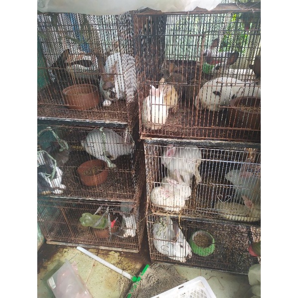 jual indukan kelinci minirex