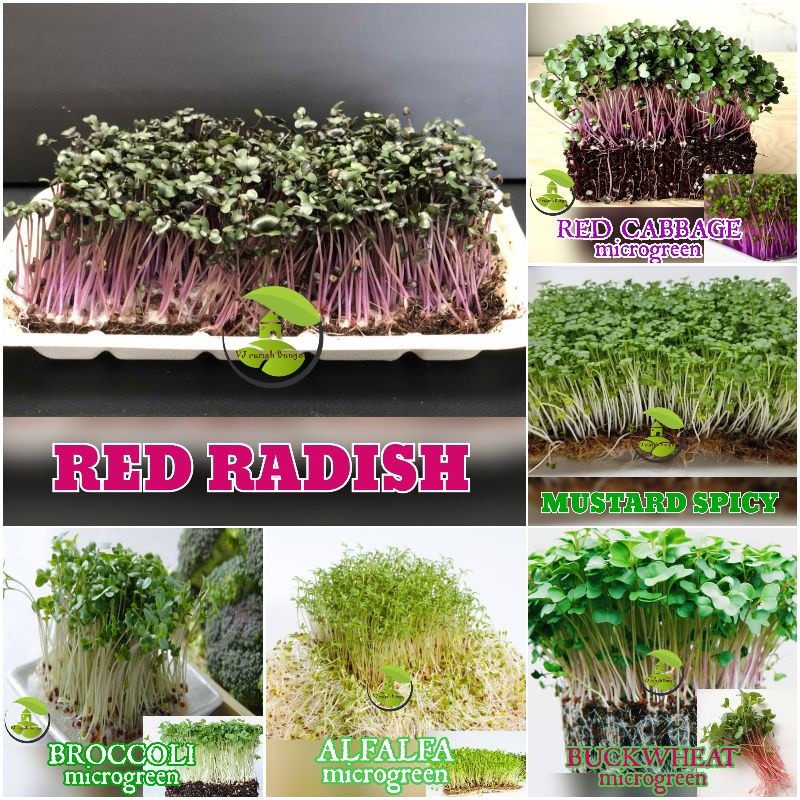 Benih Microgreen Sprout Benih Bibit Microgreen Alfalfa Red Cabbage Broccoli Buckweat