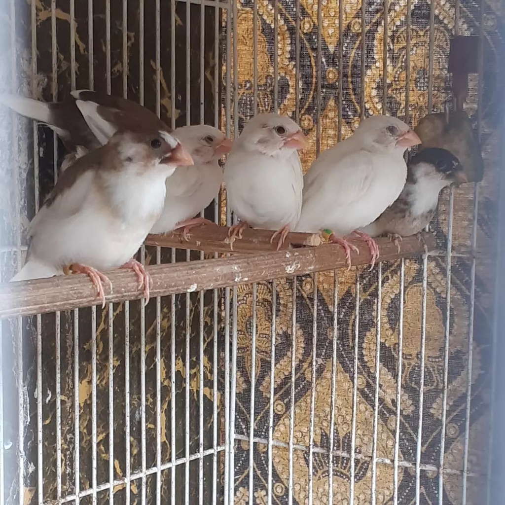 Burung Emprit Jepang Bondol Jepang TERMURAH DAN SEHAT