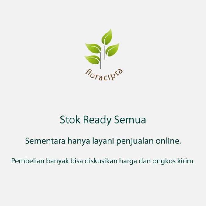 cler *_$ Bibit Pohon Matoa / Tanaman Buah Matoa / Buah Matoa Khas Papua