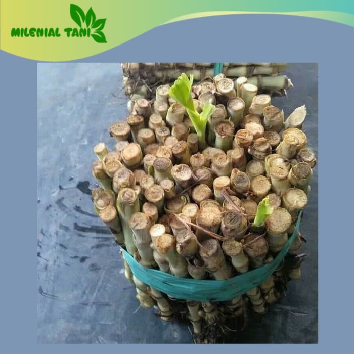 Benih Bibit Rumput Odot Bibit Rumput Pakan Ternak Sapi Kambing