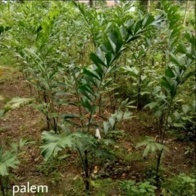 Pohon Palem Ekor Tupai - Bibit Pohon Palem Ekor Tupai Pohon Palm