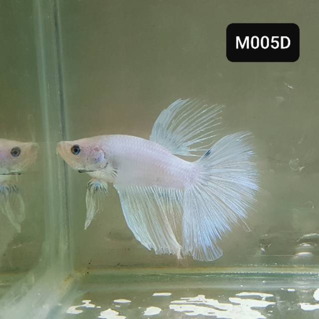 Ikan Hias Air Tawar Aquascape Cupang Betta Halfmoon Jantan