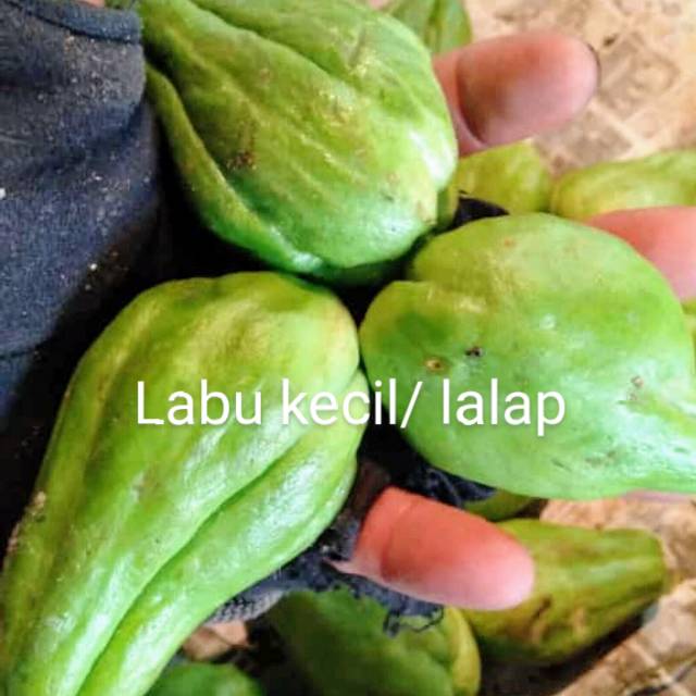 

Labu lalap/ labu kecil