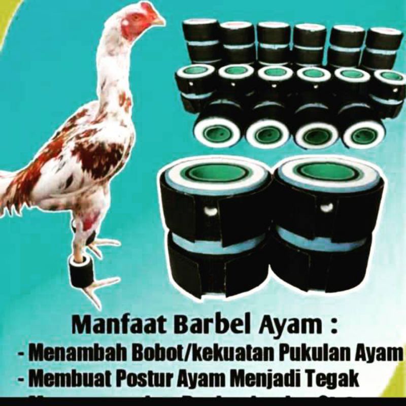 Barbel ayam Jago aduan