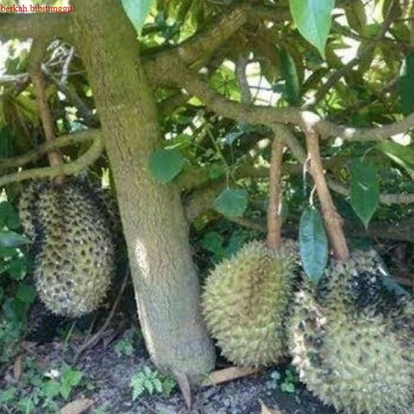 Bibit Durian Duri Hitam Bibit Buah Durian Duri Hitam Durian Biti Durian Duri HItam Okulasi Unggul