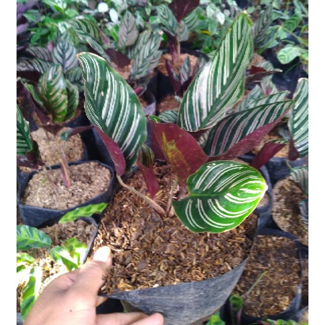 Jual Tanaman Hias Bunga Calathea Batik Warna Cantik Istimewa Cocok ...