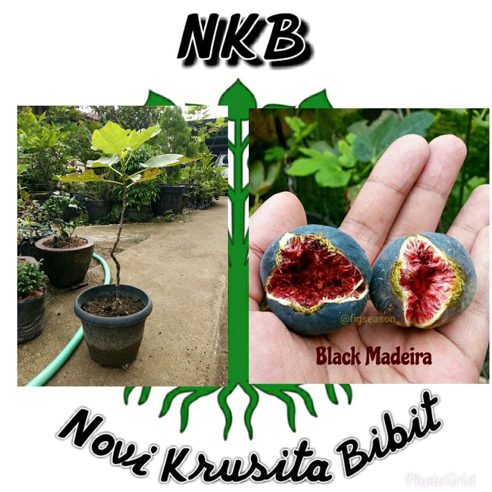 Bibit Tanaman! Bibit Buah Tin Black Madeira Kk1