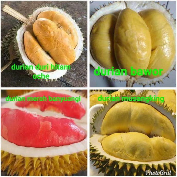 Unduh 720 Koleksi Gambar Durian Terbaik Terbaru HD