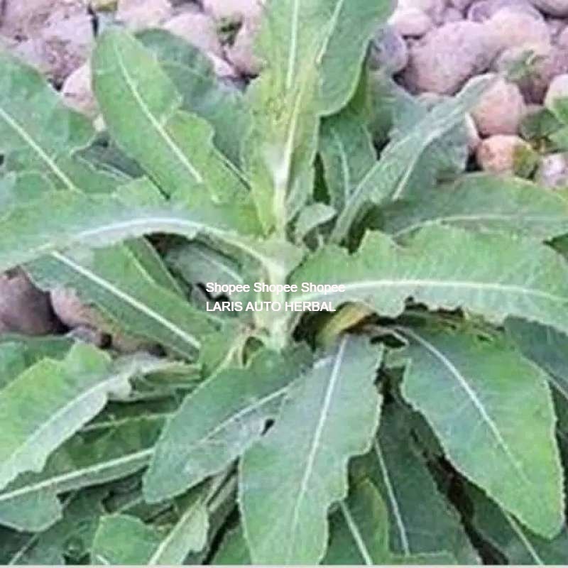 

herbal daun tempuyung fresh 250 gram