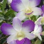 anggrek arindang blue md