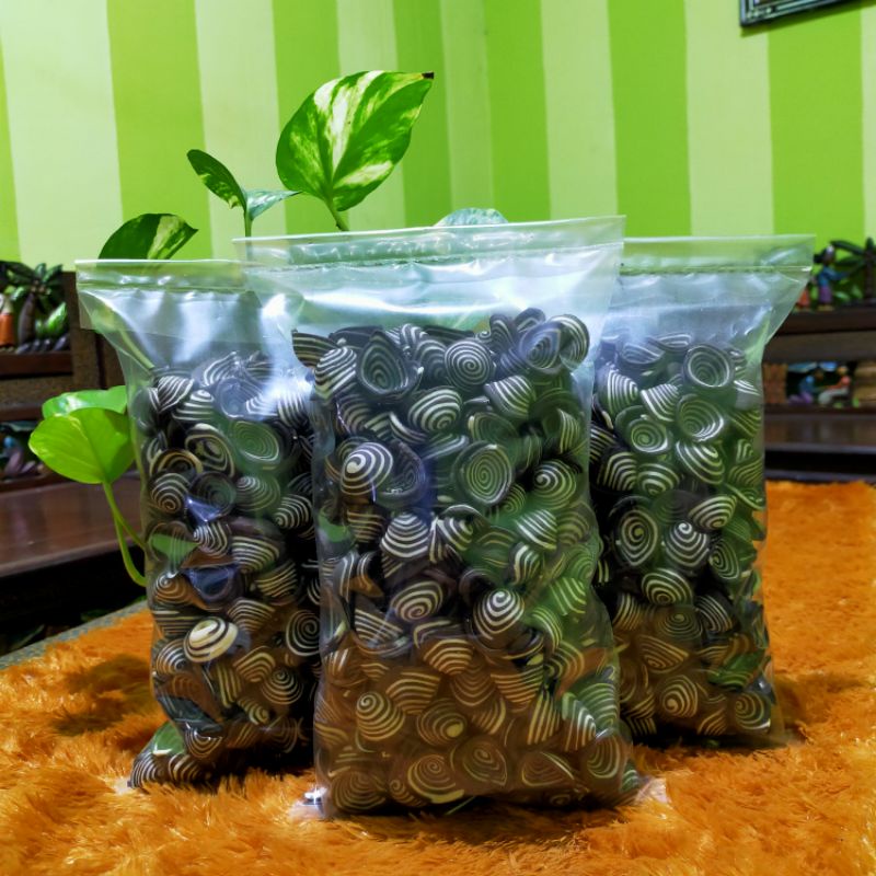 

Kuping Gajah Hitam Putih 250gram
