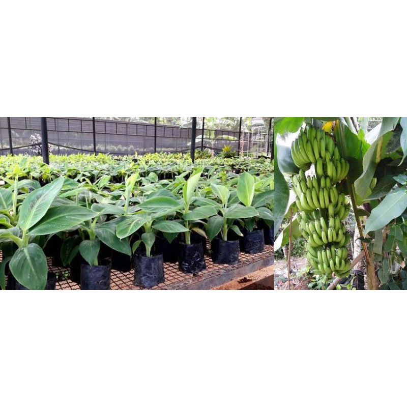 Bibit Pisang Cavendish Terlaris