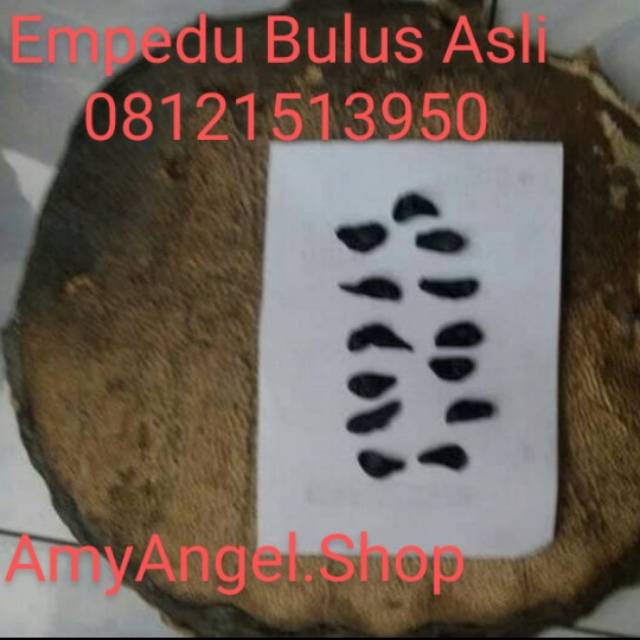 EMPEDU BULUS ASLI KUALITAS TERJAMIN