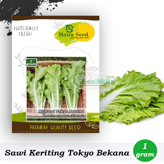 Benih-Bibit Sawi Keriting Tokyo Bekana (Haira Seed)