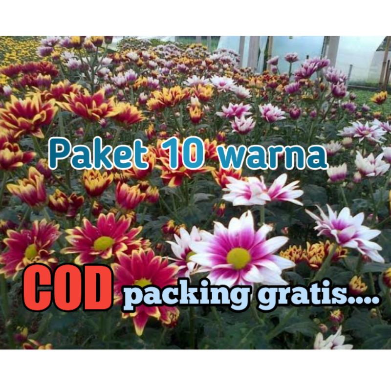 Paket 10 pcs 10 warna bunga krisan hidup + bonus 1pcs