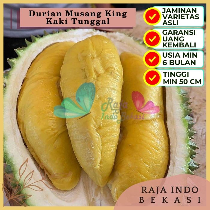 Bibit Tanaman Buah DURIAN MUSANG KING Premium