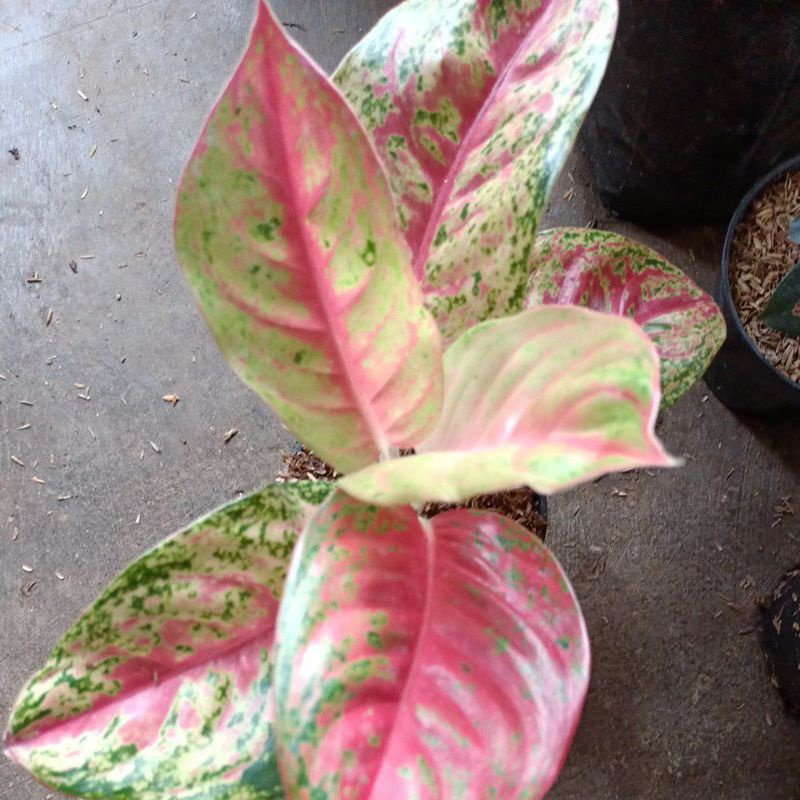 mahaseti bunga aglonema mahaseti