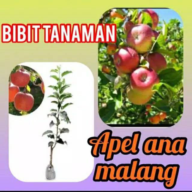 BIBIT TANAMAN APEL ANNA MALANG