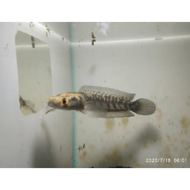 Terbaru (Promo) Chana Maru Yellow Sentarum / Ys ±18 Cm  (Ikan Predator Gabus Hias )