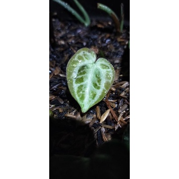 anthurium silver tiger miami