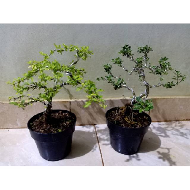 Paket 2 bonsai mini - bonsai mame