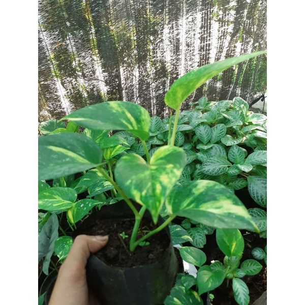 Sirih Gading Golden Pothos