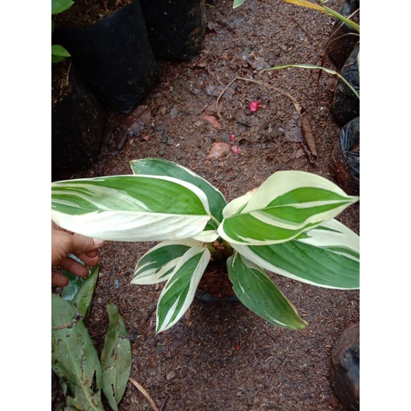tanaman maranta arundinacea varigata calathea arundinacea