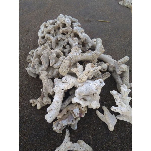 Karang jahe, Batu karang jahe aquascape, aquarium 500gr