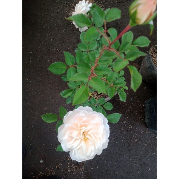 TANAMAN BUNGA MAWAR KROKUS (rosa sp)pohon hidup