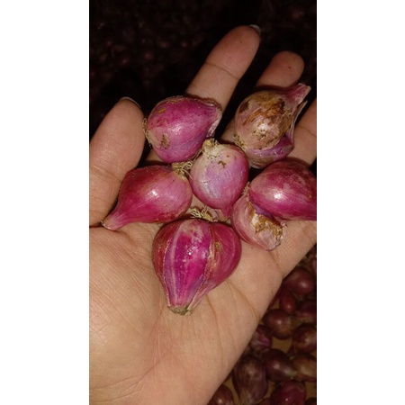 

bawang merah