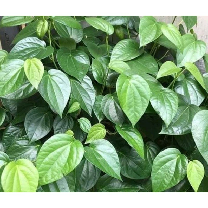 

hebaldaunsirhmantapbisadipakeapaaja