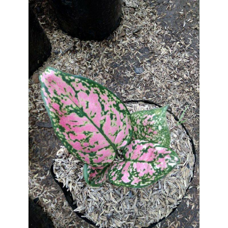 tanaman hias aglonema lady valentine anakan mewah