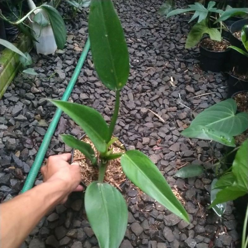 pilodendron eceng/pilo eceng