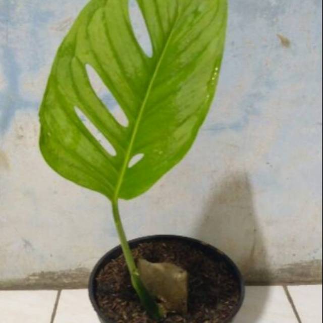 Monstera adansoni Giant _ janda bolong daun besar