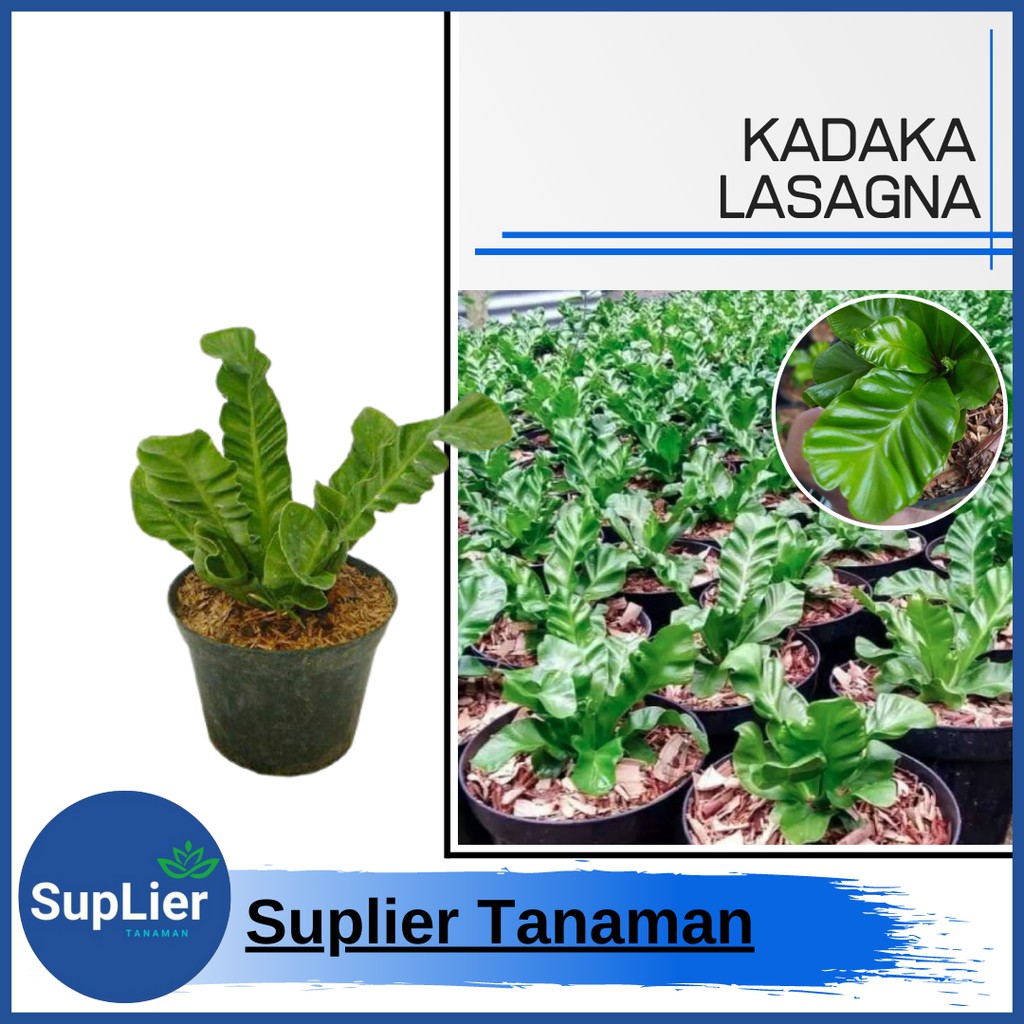 Tanaman Hias Kadaka Lasagna ( Kadaka Cobra )