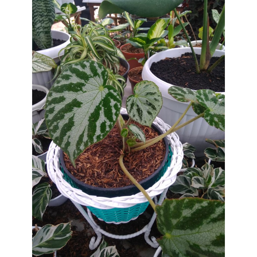 BEGONIA KARPET